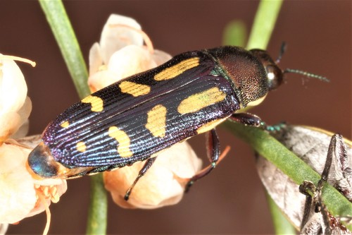 Castiarina picta (Gory & Laporte, 1838)