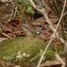 Rhipidura verreauxi verreauxi - Photo 由 Te Papa 所上傳的 (c) Te Papa，保留所有權利