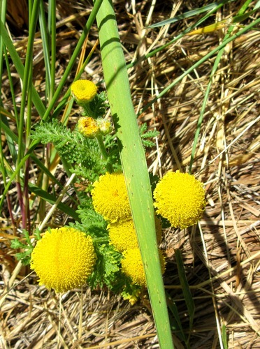 Dune Tansy