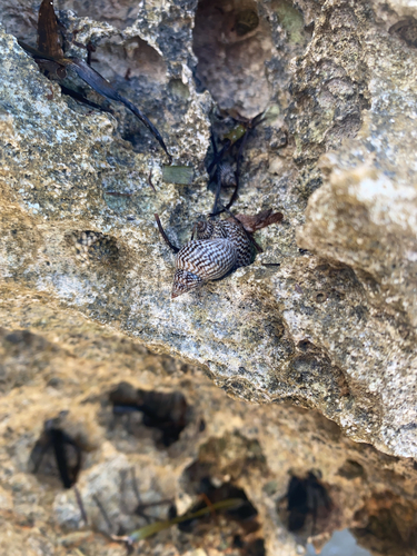 Echinolittorina ziczac