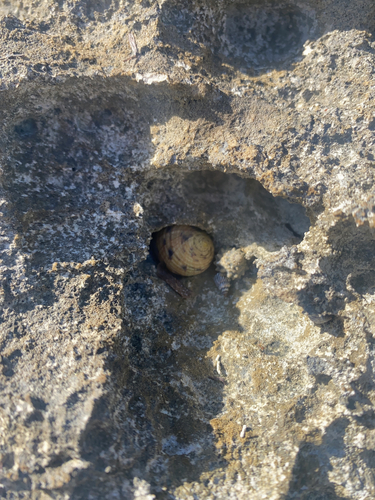 Nerita peloronta