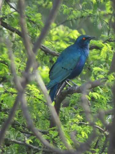 Greater Blue-eared Starling