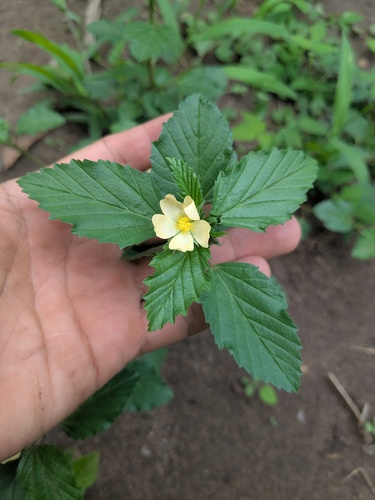 three-lobe false mallow (Malvastrum coromandelianum)