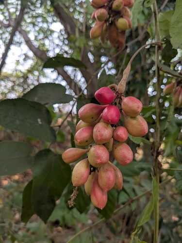 bread and cheese (Paullinia pinnata)