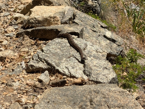 iNaturalist observation photo of Western Rattlesnake