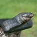 Black Tree Snake - Photo (c) warrensklein, all rights reserved, uploaded by warrensklein