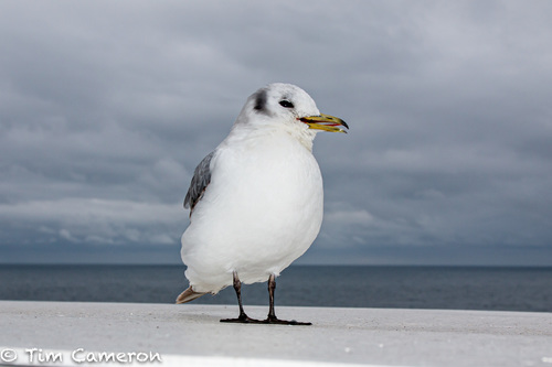 Black-legged Kittiwake