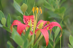 Lilium catesbaei image