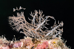 Nudibranch