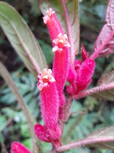 Columnea inaequilatera
