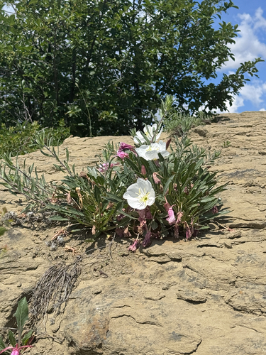iNaturalist observation 2025-06-05