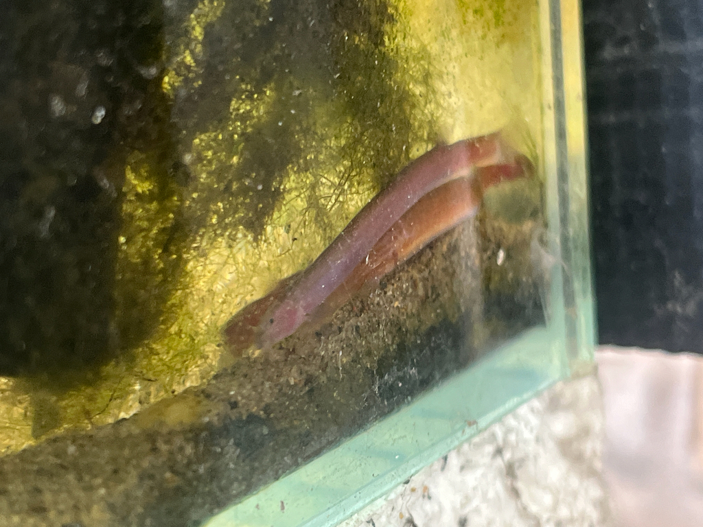 Schwarzes Dornauge