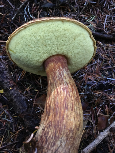 admirable bolete