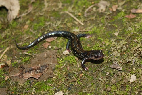 Rich Mountain Salamander