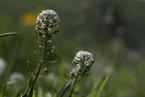 Lepidium (Lepidium villarsii)
