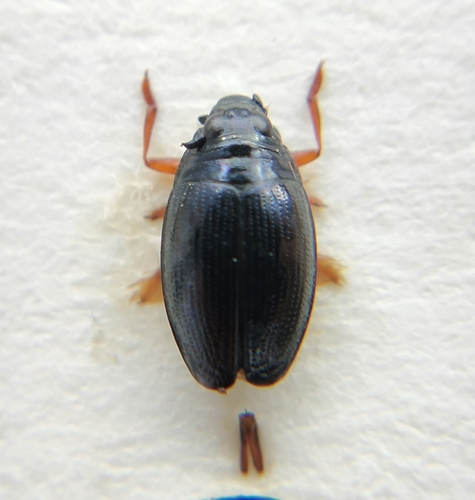 Gyrinus marinus