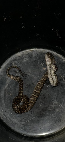 Coastal Carpet Python sighting