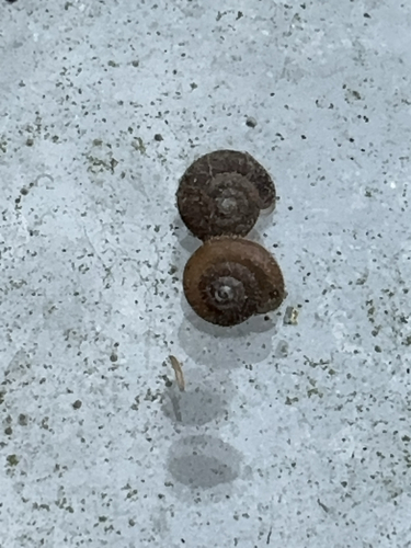 Trochulus hispidus