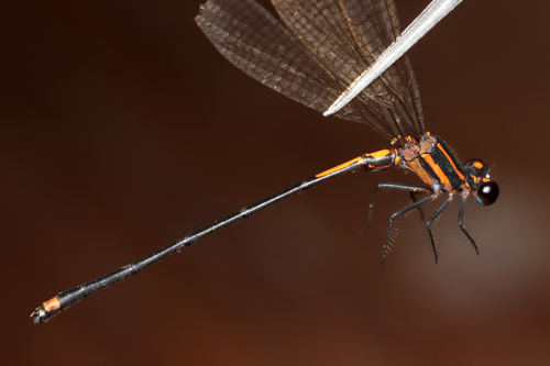 Argia mishuyaca
