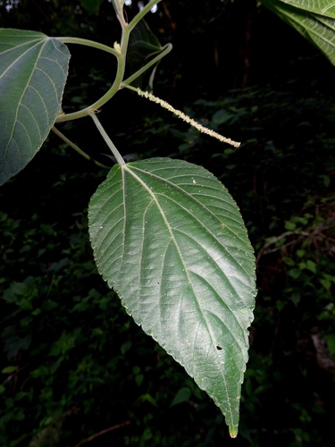 Acalypha flavescens