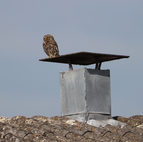 View observation of {o.common_name} on iNaturalist