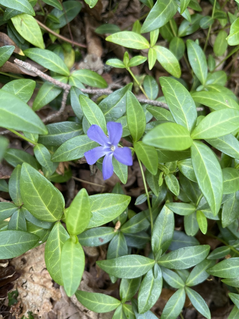 Vinca minor