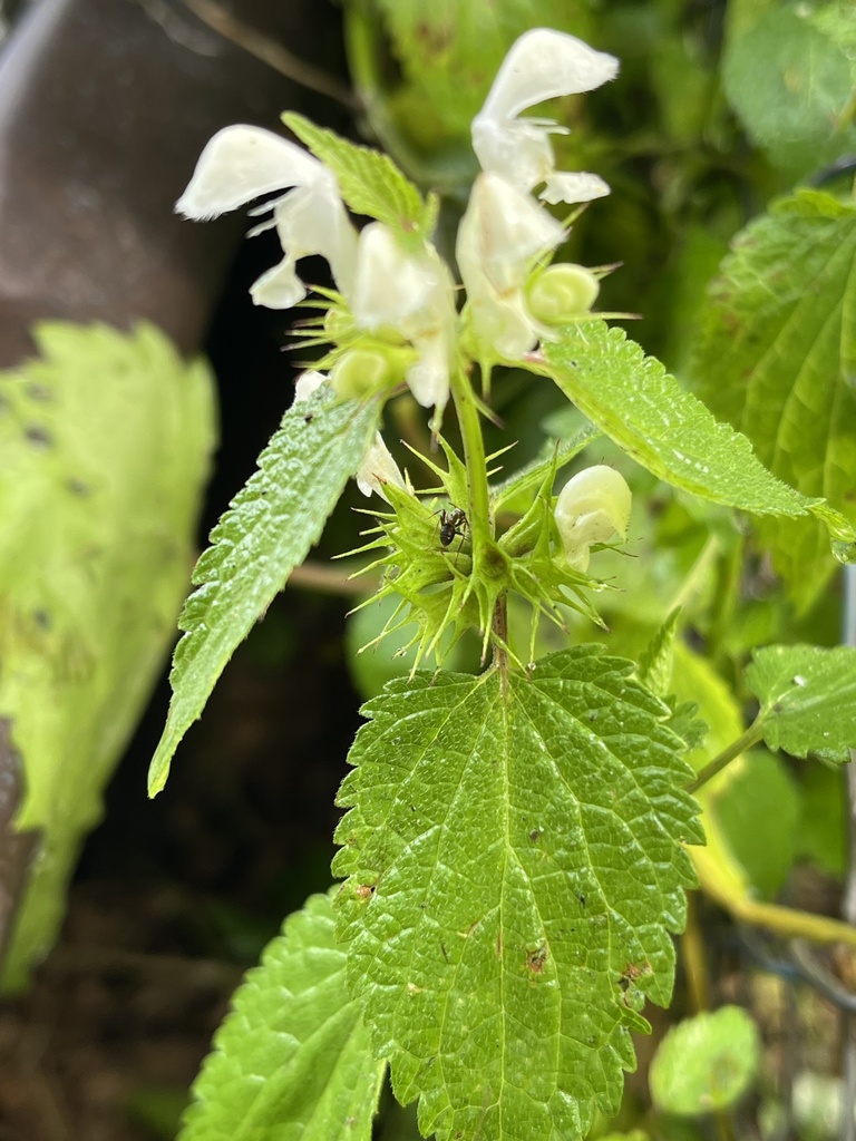 Lamium