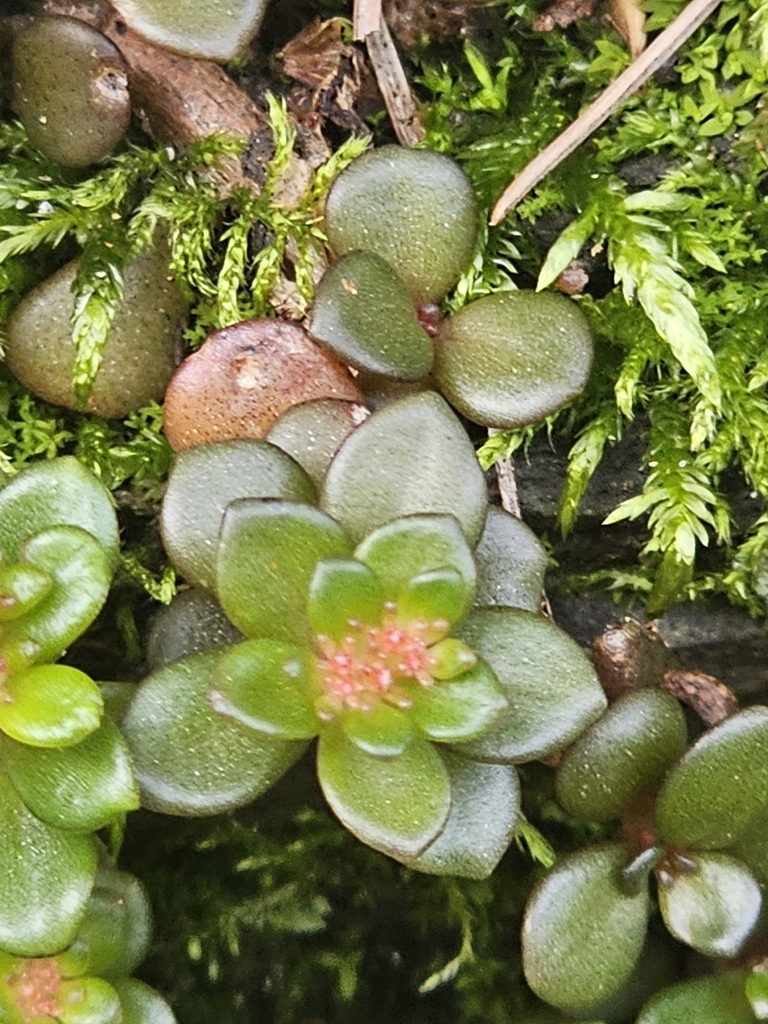 Sedum