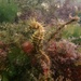 Observation photo