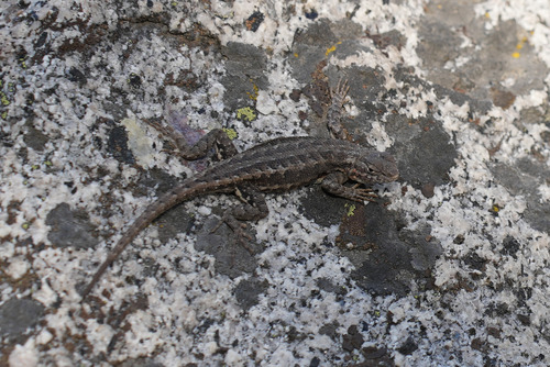iNaturalist observation photo of Common Sagebrush Lizard