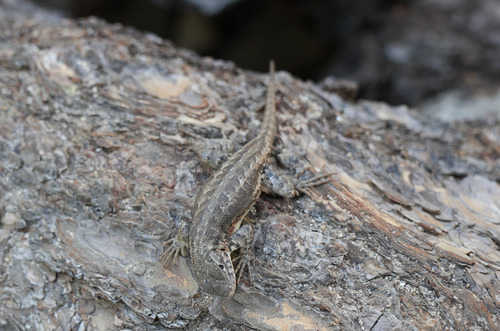 iNaturalist observation photo of Common Sagebrush Lizard