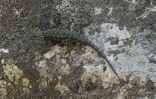 iNaturalist observation photo of Western Fence Lizard
