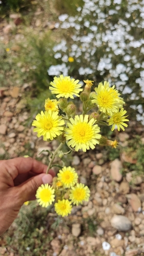 Common Andryala
