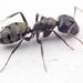 Carpenter Ants, Typical Sugar Ants and Allies - Photo (c) Philip Herbst, all rights reserved, uploaded by Philip Herbst