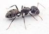 Hormigas Carpinteras - Photo (c) Philip Herbst, todos los derechos reservados, subido por Philip Herbst