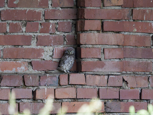 View observation of {o.common_name} on iNaturalist