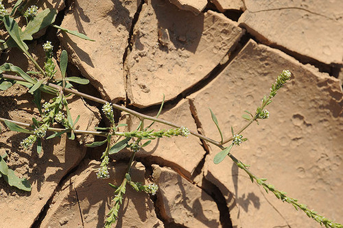Aucher's Pepper-grass (Lepidium aucheri)