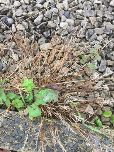 Catapodium rigidum ssp. rigidum