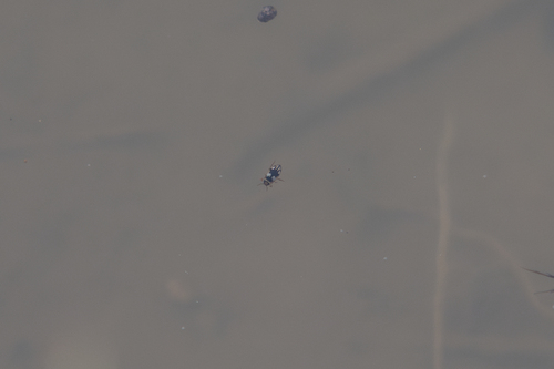 Hydroglyphus flammulatus