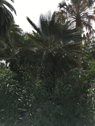 Trithrinax acanthocoma
