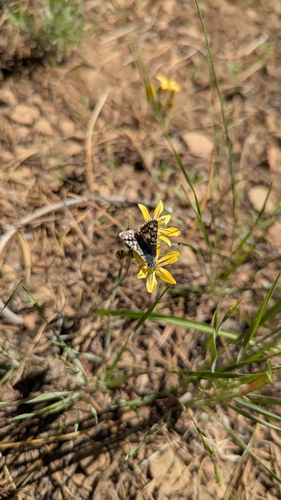 iNaturalist observation photo of Common Checkered-Skipper
