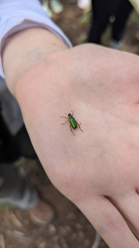 iNaturalist observation photo of Dichelonyx
