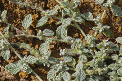 dwarf heliotrope (Heliotropium supinum)