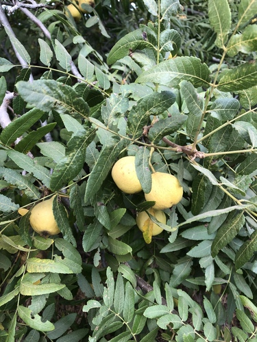 Southern California Walnut