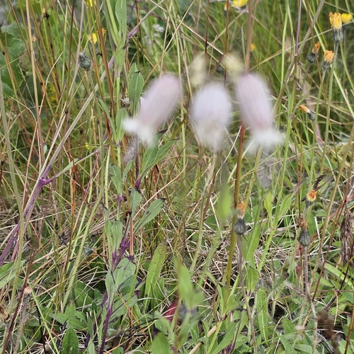 bladder campion