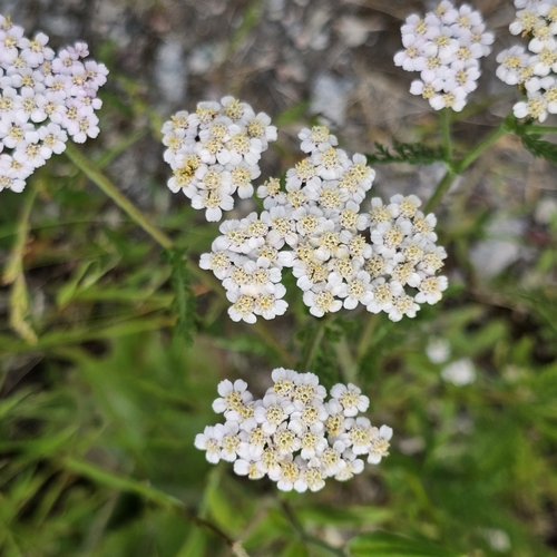common yarrow