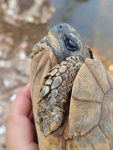 Western hinge-back tortoise