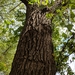 Populus deltoides deltoides - Photo 由 Trevor Jensen 所上傳的 (c) Trevor Jensen，保留所有權利