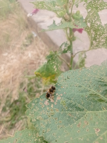 Common Drone Fly