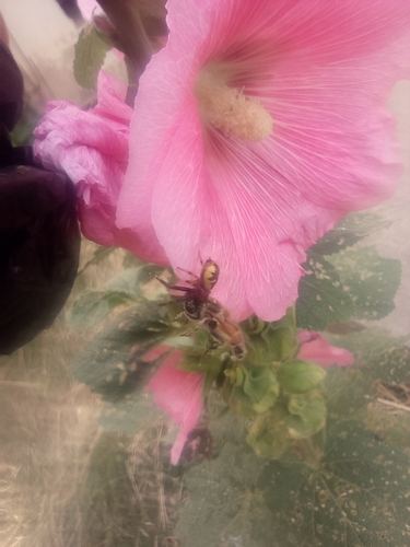 Hollyhock